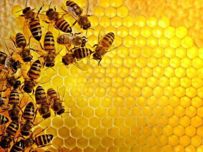 Apitourism - Beehive Air Inhalation