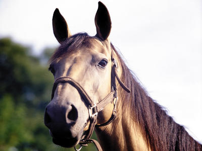 Horse-drawn carriage rides 