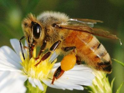 Bee Sound Therapy Bammbilend
