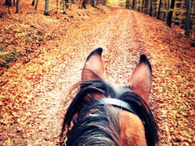 Carriage rides 