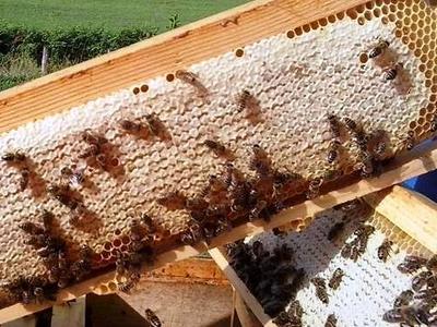 Honey Bee Hive Tour Plitvice
