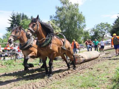 Straprijada 2015