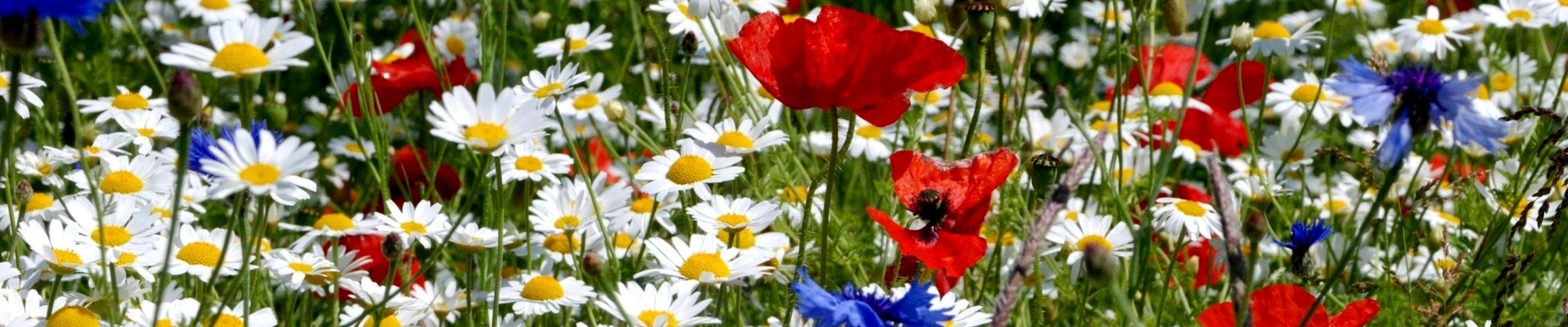 Wildflower meadow - a paradise for insects!