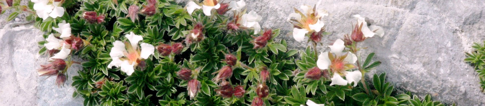 Potentilla clusiana