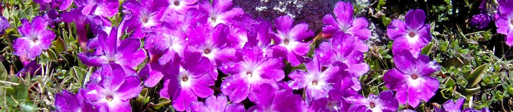 Primula Wulfeniana