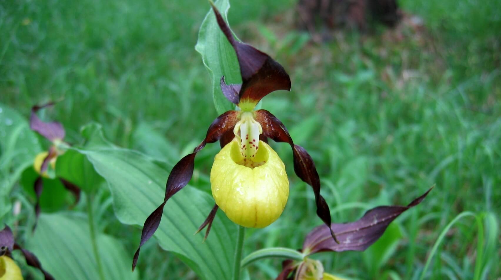Cypripedium calceolus - rare & endangered!