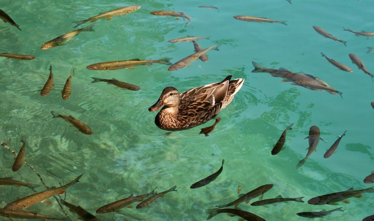 Lake Ecosystem - protected, and still endangered!