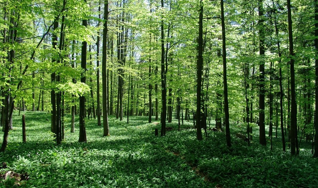 Forest Ecosystem