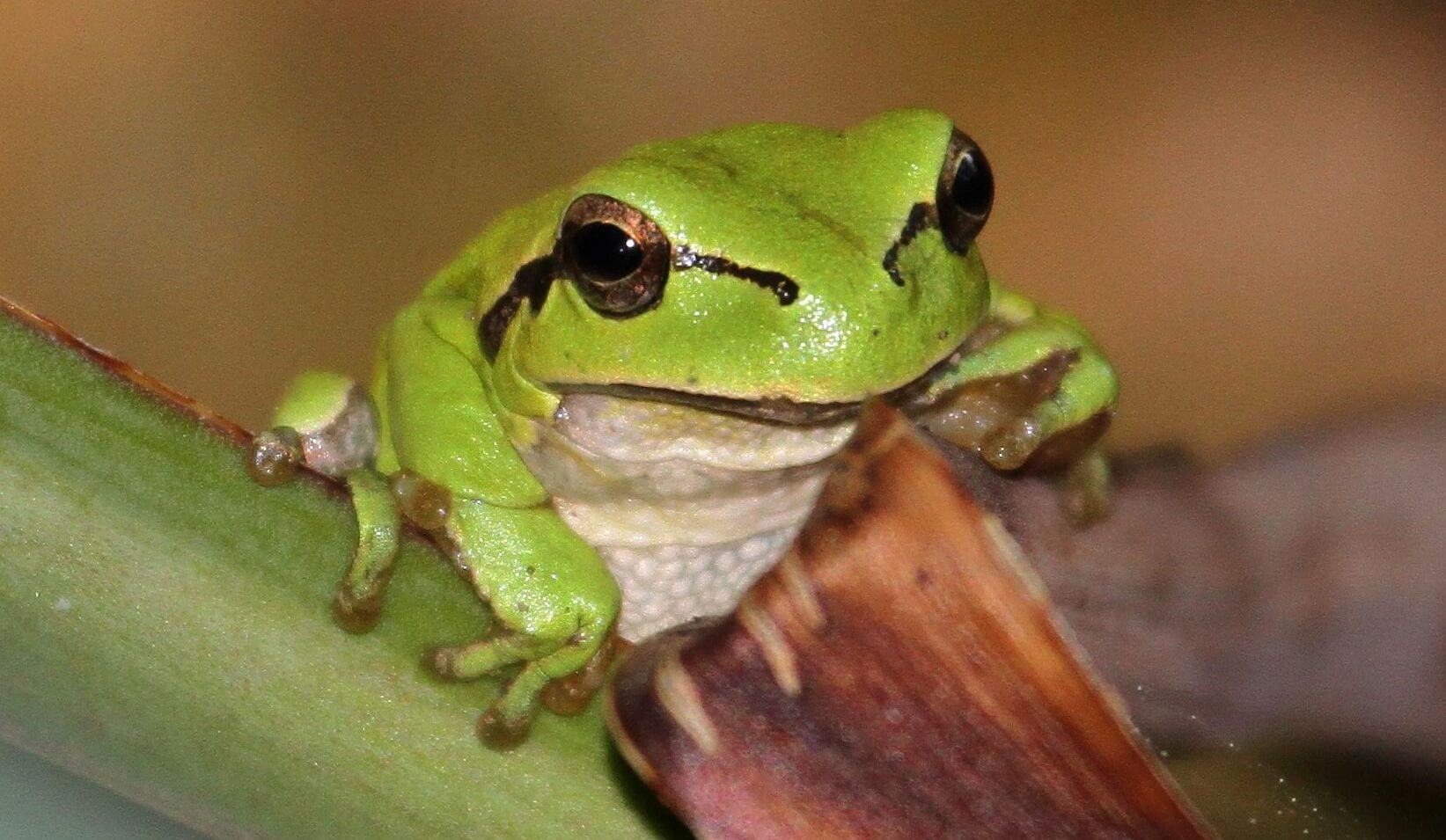 European tree frog - threatened!