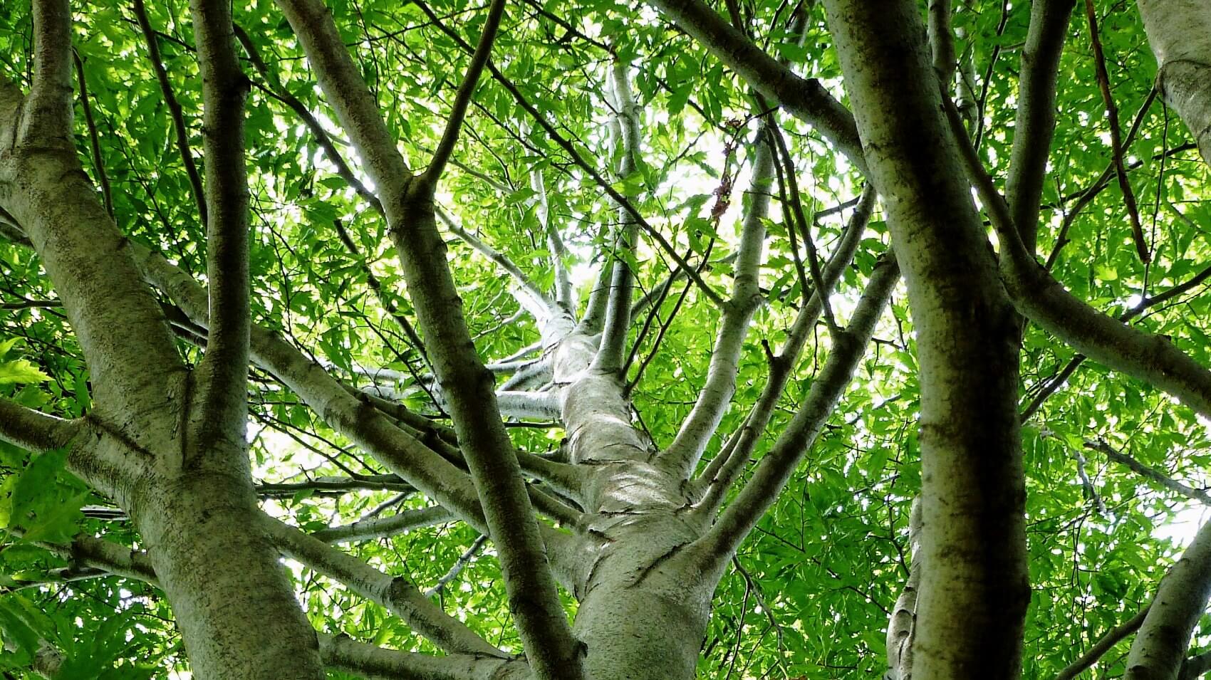 View up the treetop of a beech tree!