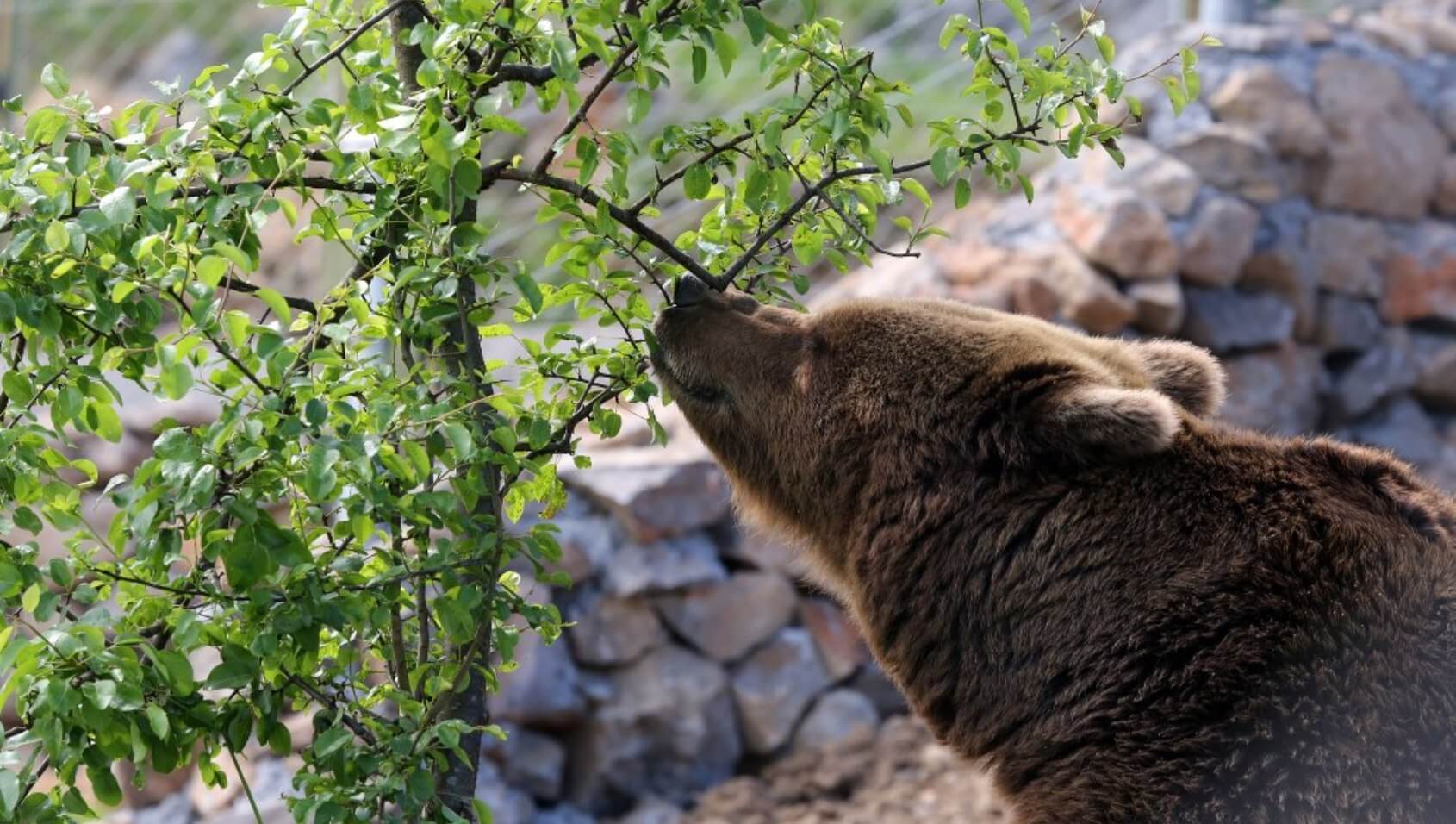 Kuterevo bear sanctuary