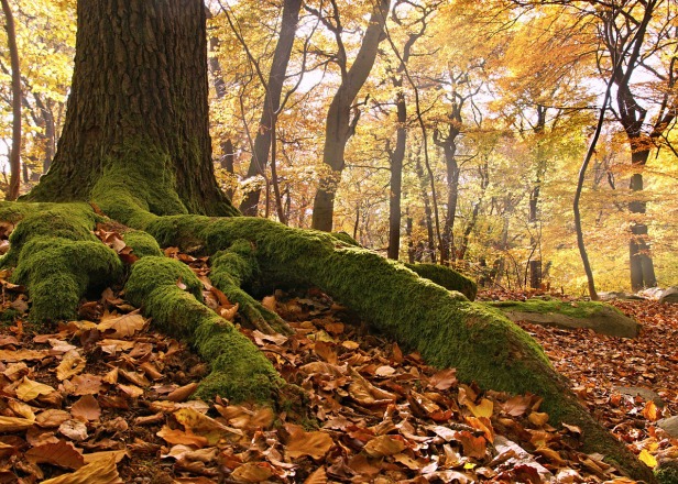 Edu Trail Ostri Medvjedak