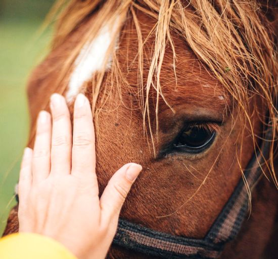 Equus Antistress Pause - Čardaklije, Vrtoče, BA