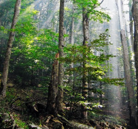 Ancient virgin forest Corkova Uvala