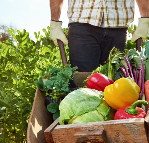 Summer Eco Farm Tours