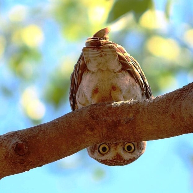 Mindful Nature Photo Safari tours, Una, BA