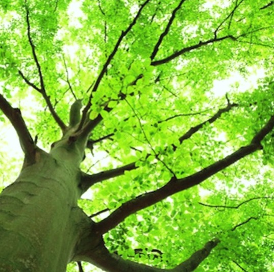 Forest Frequeny - healing therapy