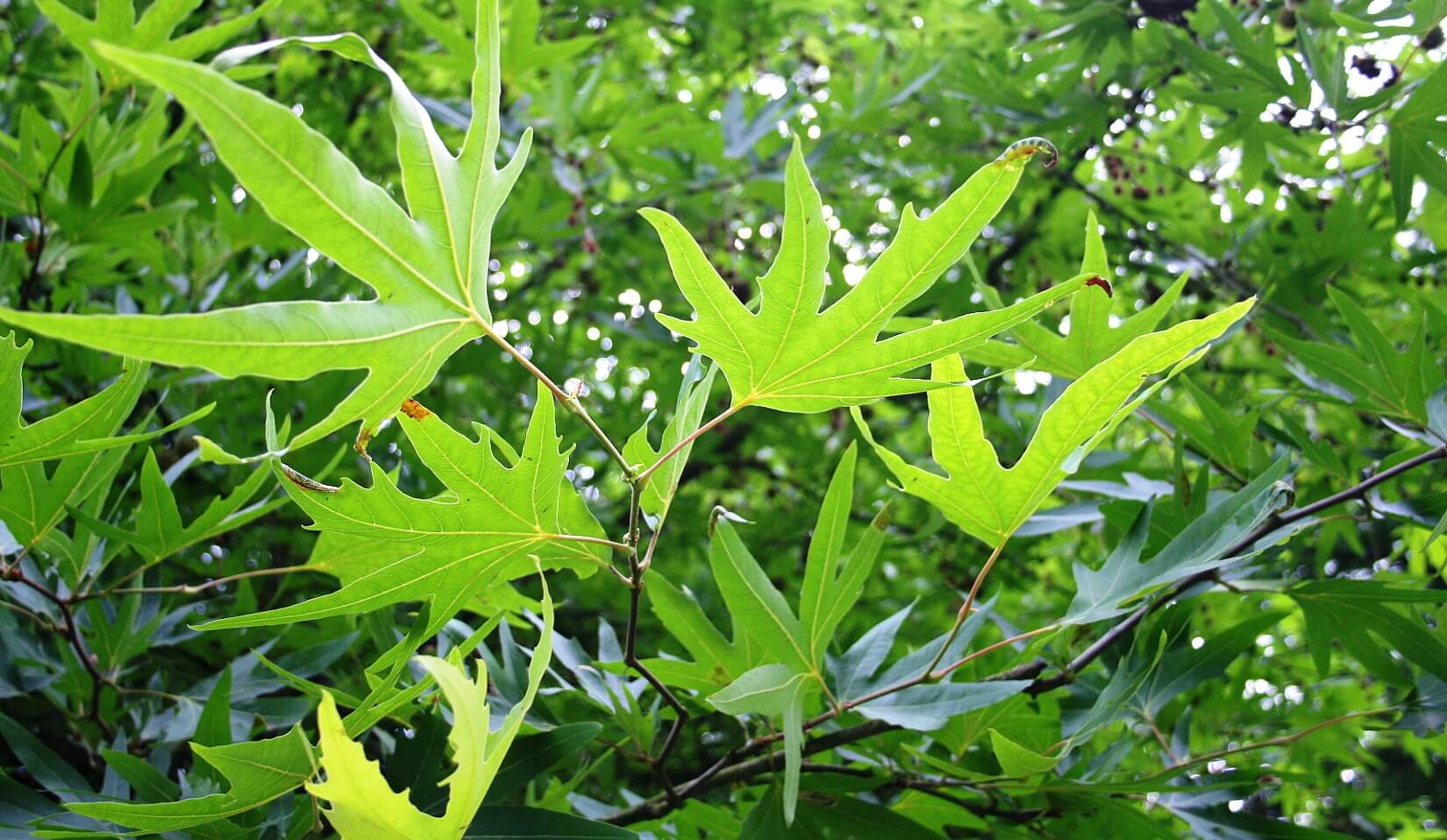 Platanus orientalis