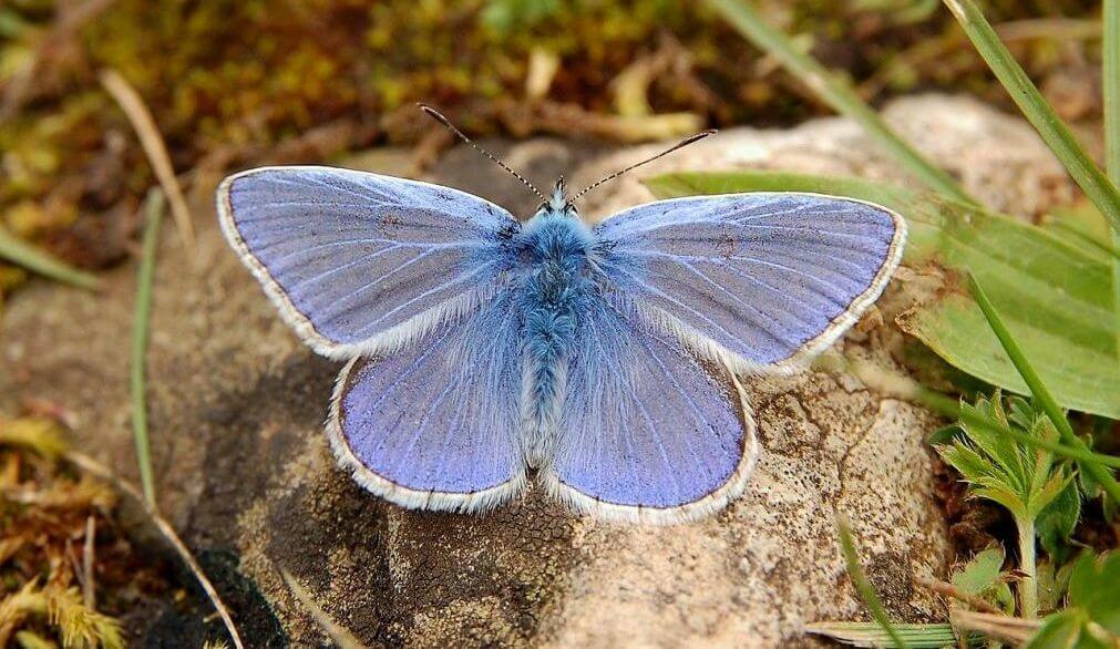 The Blues