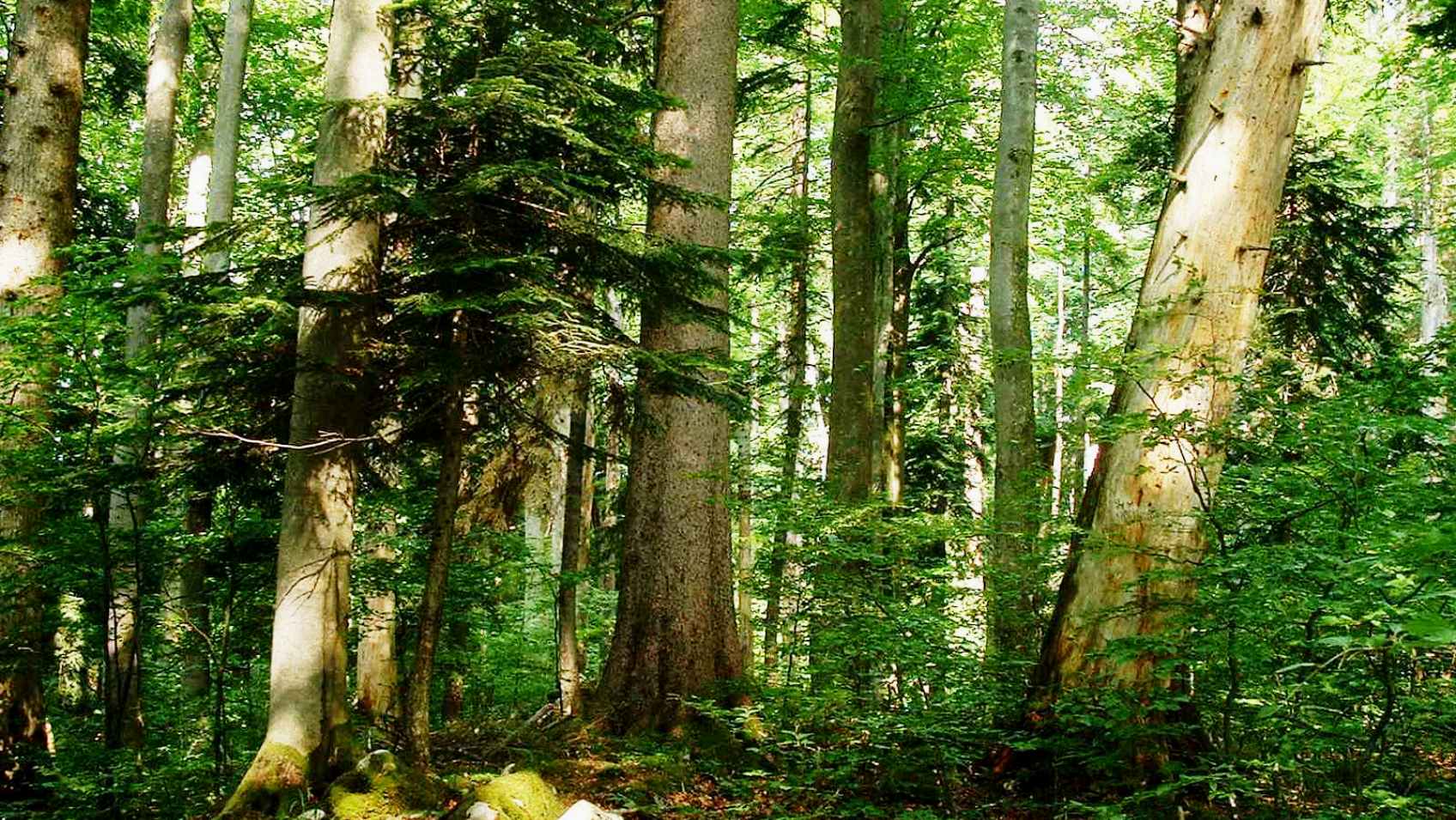 Čorkova Uvala Virgin Forest