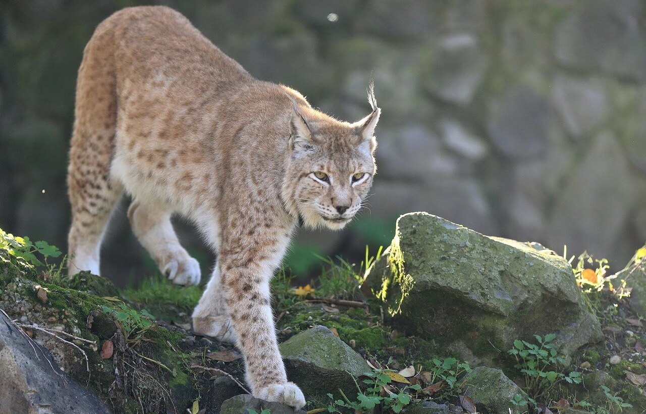 Eurasian Lynx