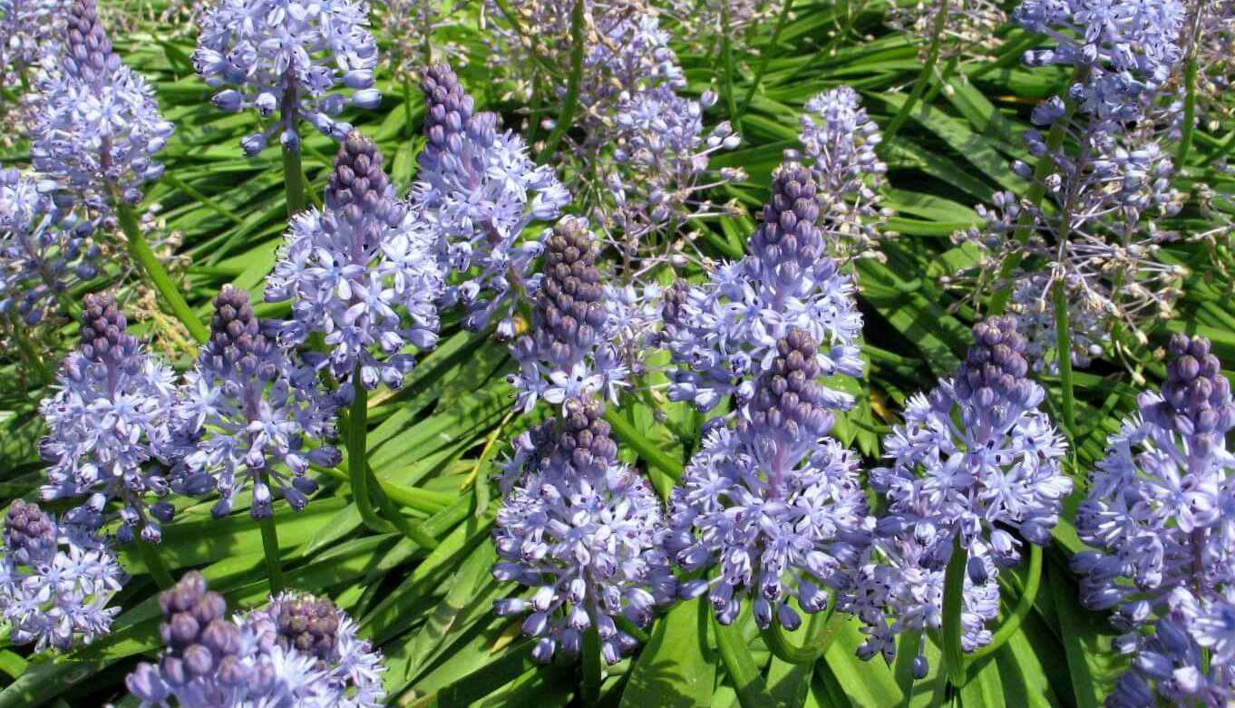 Scilla litardierei