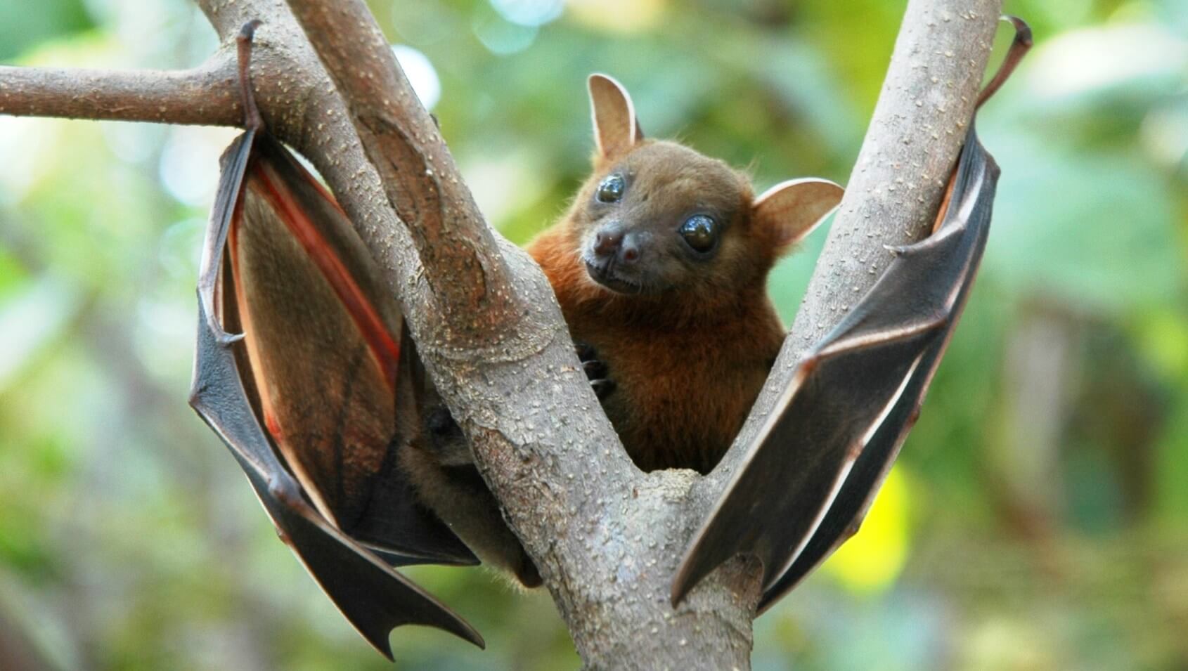 Highly endangered species - bats!