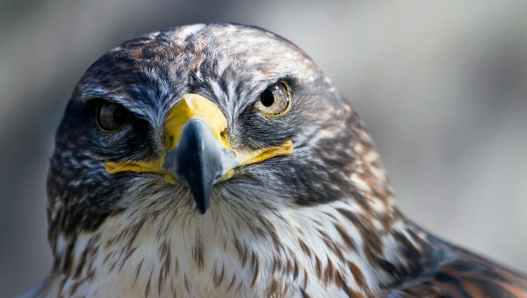 Peregrine Falcon