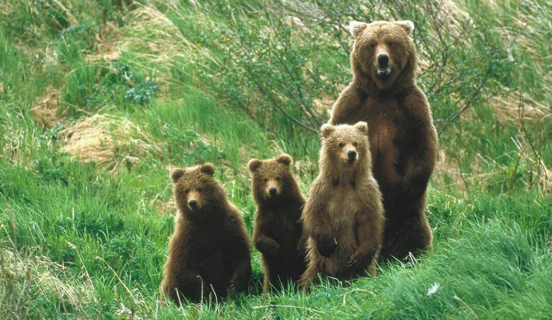 Endangered - Bear Family 