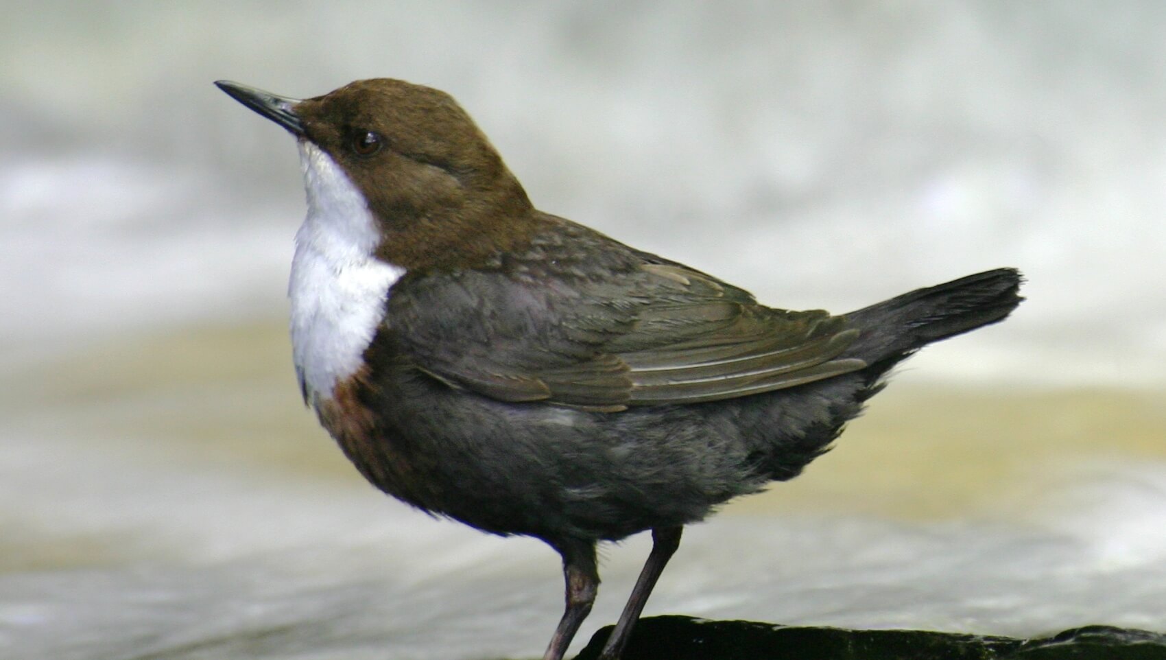 Bioindicator bird specie - dipper!