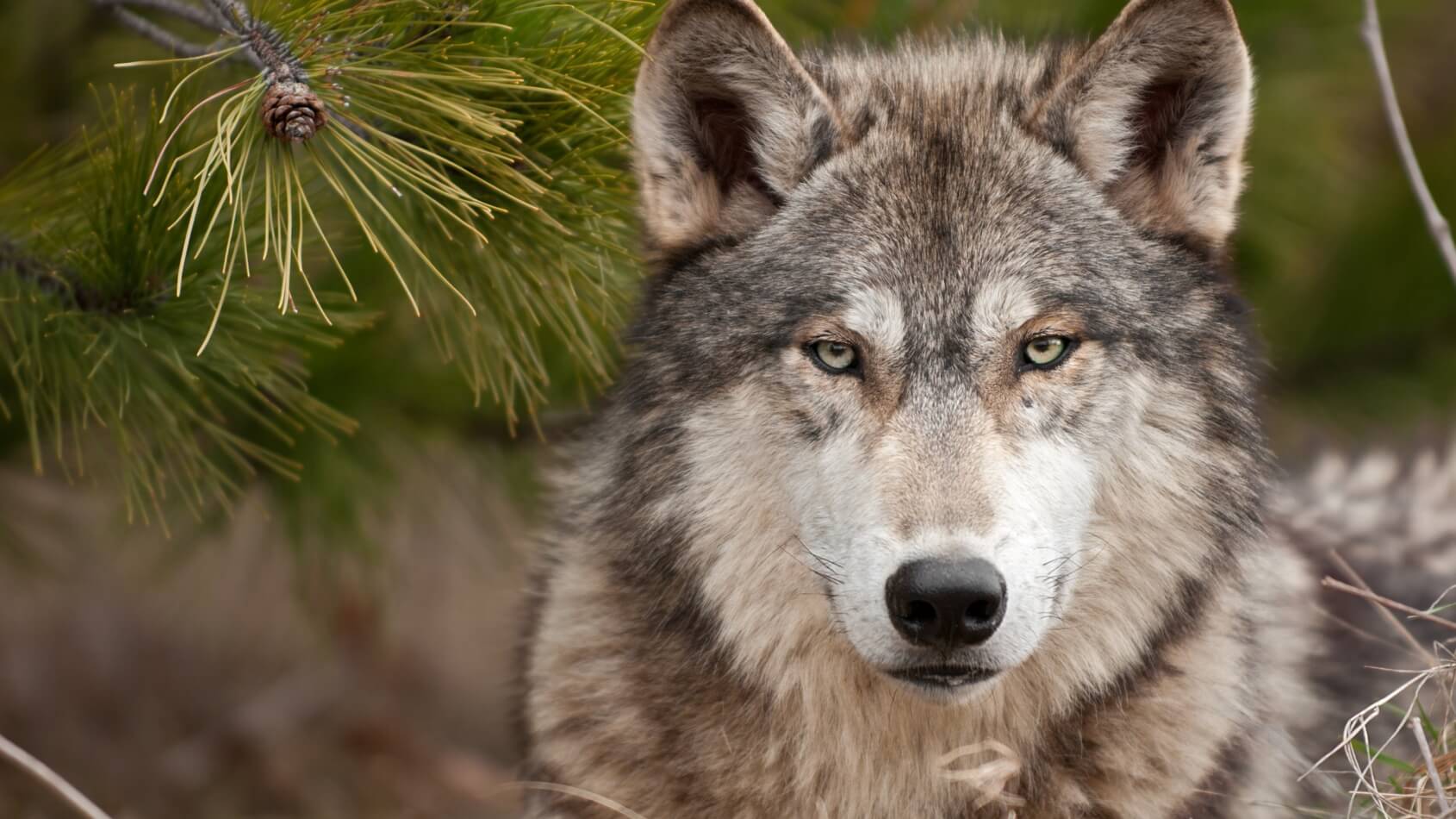 Worth protecting - fauna
